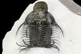 New Trilobite Species (Affinities to Quadrops) - Very Large! #86536-7